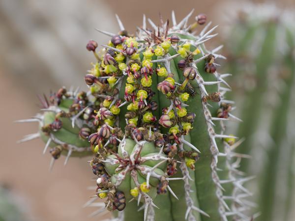 <h3><a href="/trips/marokko/biota/plantae/tracheophyta/magnoliopsida/malpighiales/euphorbiaceae/euphorbia officinarum/euphorbia officinarum-nl.html">Euphorbia&nbsp;officinarum</a> /  / </h3>OM-1 Mark II met OLYMPUS M.150-400mm F4.5 TC, 1/2000 sec  bij F5.6, ISO 2000, afstand 1.75&nbsp;m
